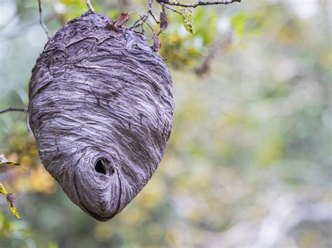 Hornet Nest In Tree Bmp Puke