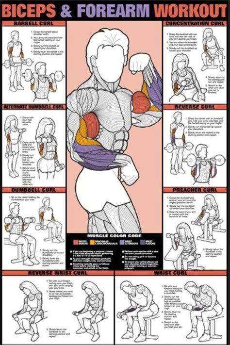 Biceps Workouts Health Diet And Muscles Pinterest