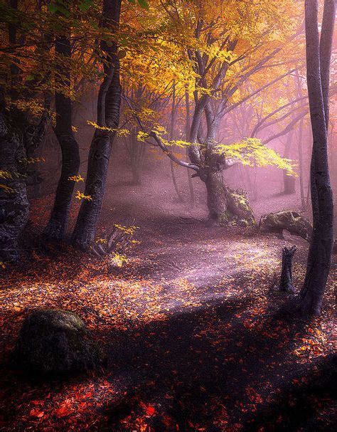Magical Autumn Forest Bosque Otoño Paisaje Rosa Fotos De Paisajes