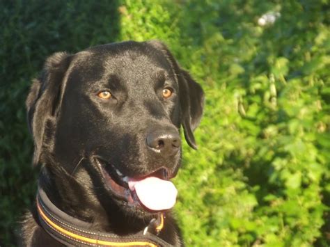 Min 1½ år gamle labrador formel 1 tæve, går snart ind i sin anden løbetid. Labrador retriever Rollo