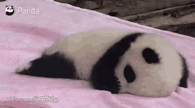 Tired Panda Gif Tired Panda Cute Discover Share Gifs