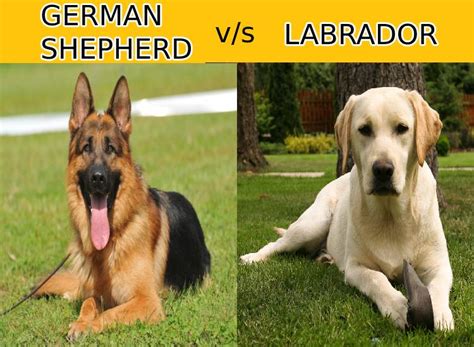 German Shepherd Vs Labrador All That You Need To Know Dogbreedo