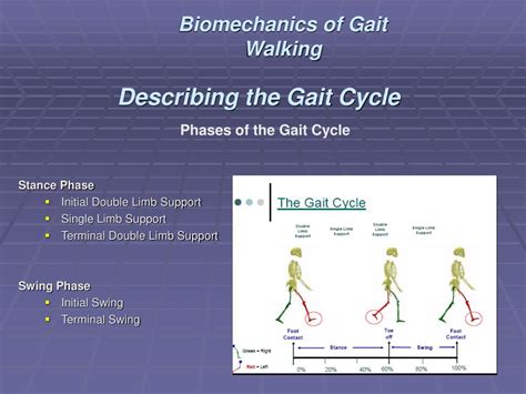 Ppt Biomechanics Of Gait Walking Powerpoint Presentation Free
