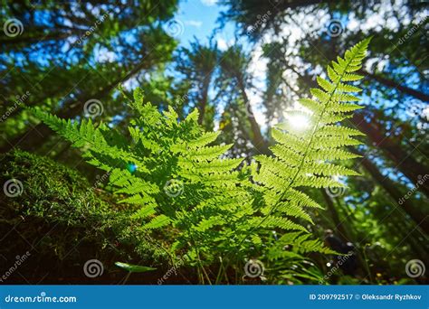Detailed Shot Of A Beautiful Fern Leaf Illuminated By Sunbeams Bright