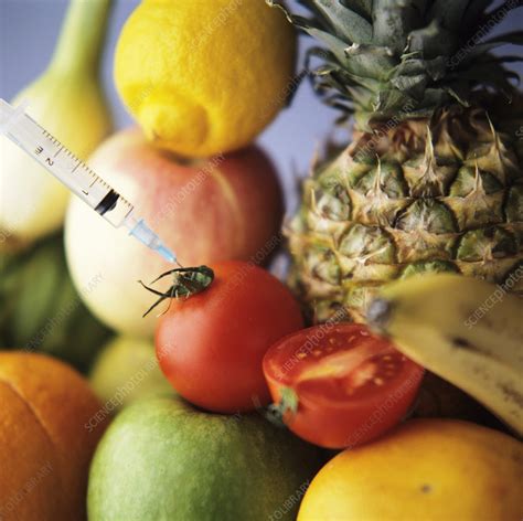 Using cloning as the basis for gen­eration of transgenic animals, somatic cells are genetically modi.ed and selected in vitro, and only those containing the transgene are used for the nuclear transfer pro­cedure. Genetic modification of fruits - Stock Image - G260/0107 ...