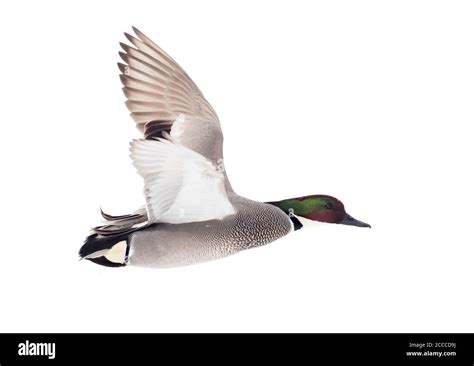 Adult Male Falcated Duck Mareca Falcata In Flight Showing Under Wing