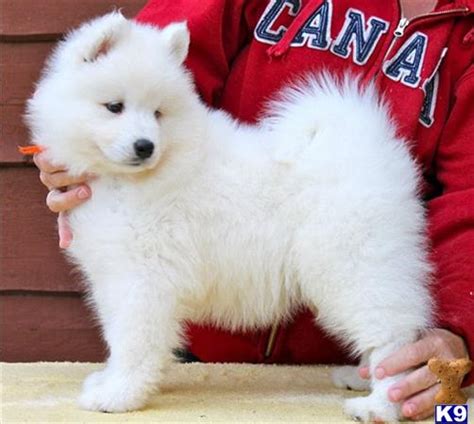 Samoyed Puppies Available Now For Sale C O N T A 91294