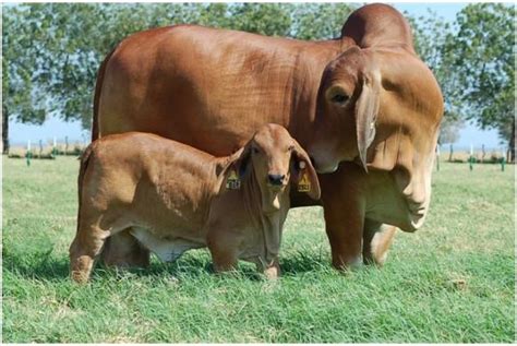 Brahman Cattle Trans Africa Farm