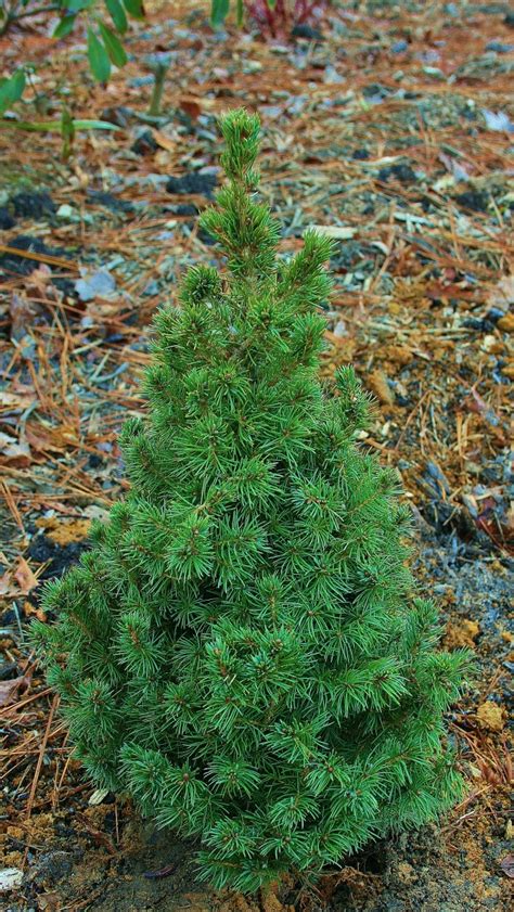 When to plant christmas trees. Planting a Miniature Christmas Tree | Dengarden