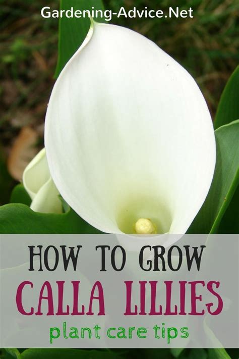 Calla rhizomes should be planted in spring. Pin on FLOWERS