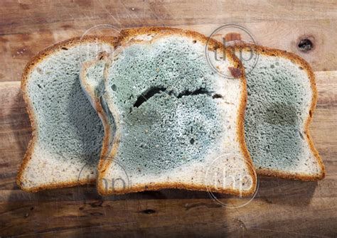 mold growing rapidly on moldy bread in green and white spores thpstock