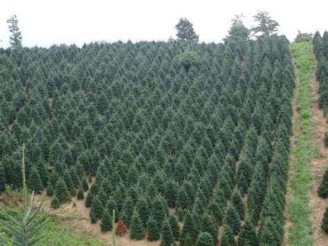 Christmas Tree Farm For Sale In Boone Nc Leilani Noonan