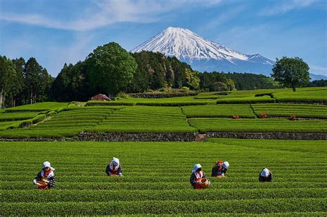 Japan Honshu Shizuoka Tea Harvest At License Images 71335678