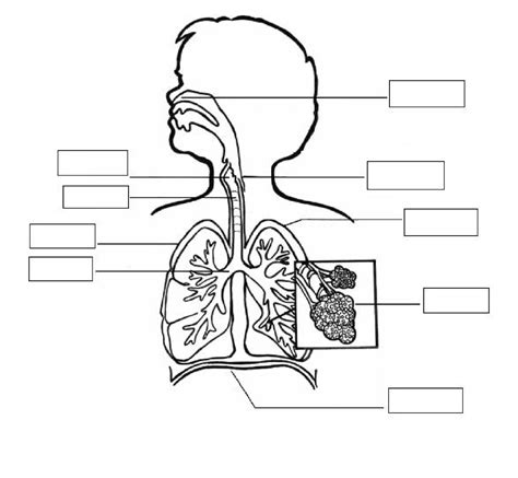 Sistema Respiratorio Basico Sistema Respiratorio Para Colorear Pdmrea