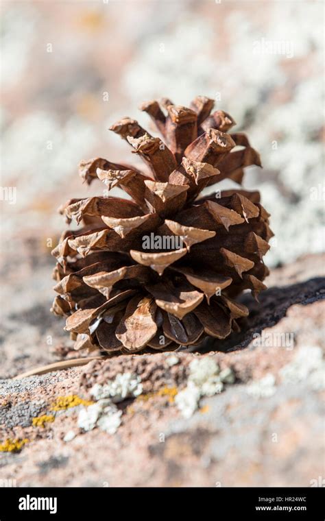 Pine Cone Piñon Pine Pinus Monophylla Pinus Edulis Penitente Canyon