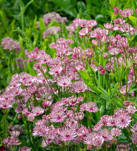 Buy Astrantia Major Sparkling Stars Pink Masterwort Plants Sarah
