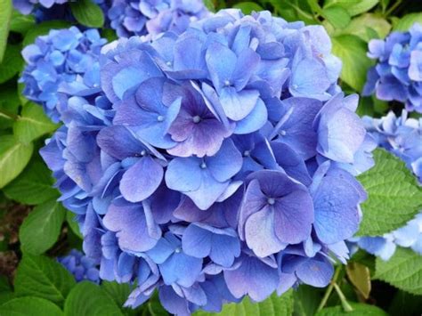 The flowers are excellent for cutting. Hydrangea macrophylla 'Mathilda Gütges'