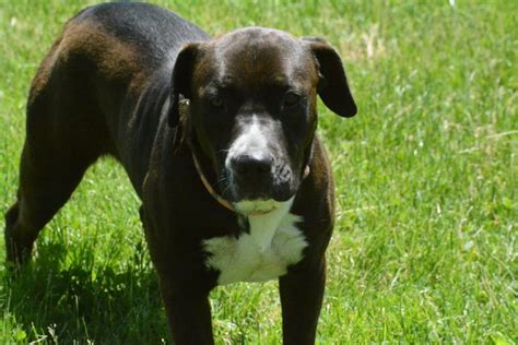 Pitbull Lab Mix All You Need To Know About Lab Pit Crossbreed K9 Web