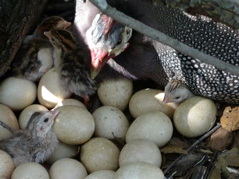 1000 guinea fowl eggs by gmaan25(m): What do guinea hen eggs look like
