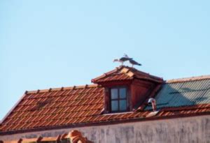 Then put some bird netting or a cowl on the chimney to stop it happening again. Bird Control: How To Keep Animals Out Of Your Attic And ...