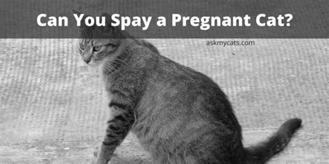 Can You Spay A Pregnant Cat Is It Safe