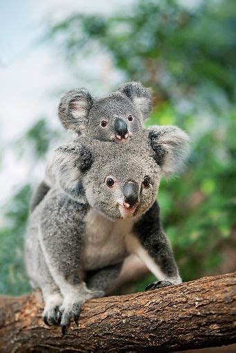 Koala Mother Carrying Baby Animals Animals Koalas