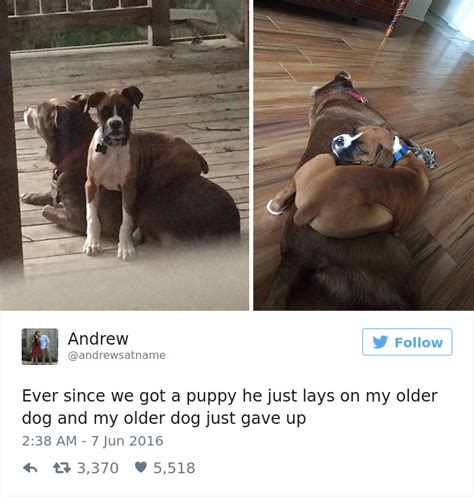 18 Funny Dog Tweets For The Dog Lovers Out There Funny Gallery