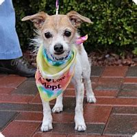 Here is where you can help. Las Vegas, NV - Bull Terrier Mix. Meet CAPONE a Dog for ...