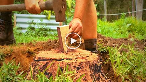 How To Remove A Tree Stump With A Wedge Canvids
