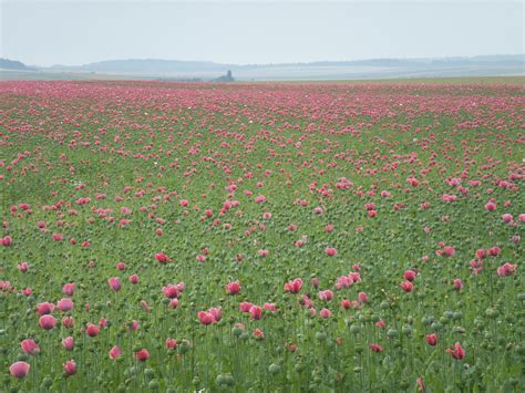 Opium Poppy Flowers Papaver Somniferum Opiate Addiction And Treatment Resource