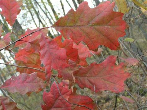 Trees Of Indiana Leaf Identification