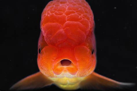 Detailed Photographs Of Rare Fish Species