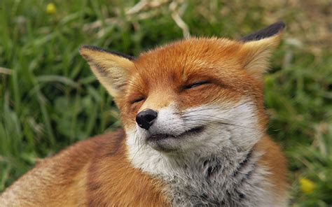 Cute Fox Blep