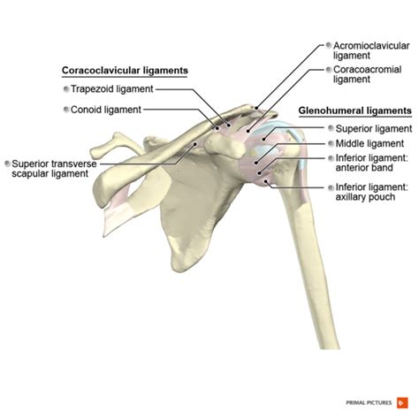 Shoulder Physiopedia