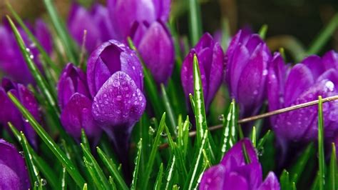 Spring Flowers Wallpapers Hd 60 Pixelstalknet