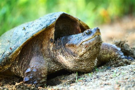 Snapping Turtle Along The Road Trevor Labarge