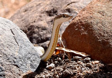 Snake In The Rocks Paul Stone Photography Flickr