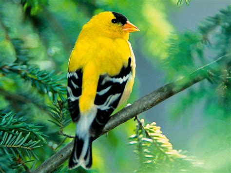 Colorful Birds Wallpapers 1024x768 Effy Moom Free Coloring Picture wallpaper give a chance to color on the wall without getting in trouble! Fill the walls of your home or office with stress-relieving [effymoom.blogspot.com]