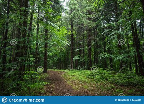 Forest Path And Tall Trees In A Beautiful Natural Park Reservation