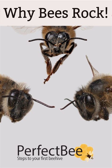 Why Bees Rock Perfectbee Bee Bee Rocks Bee Keeping