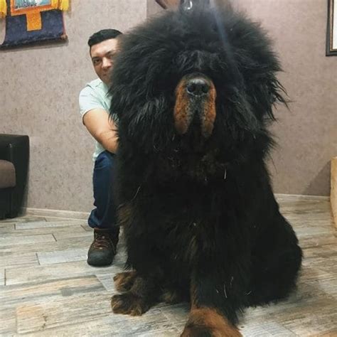 15 Things About Tibetan Mastiffs Which Will Fascinate You To Have One