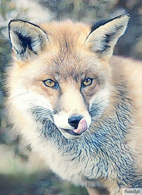 Pin By Anabell On Animals Red Fox Fox Animals