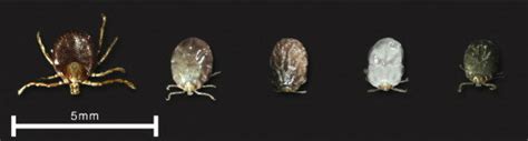 An Adult Left And Various Nymphal Stages Of Amblyomma Photography