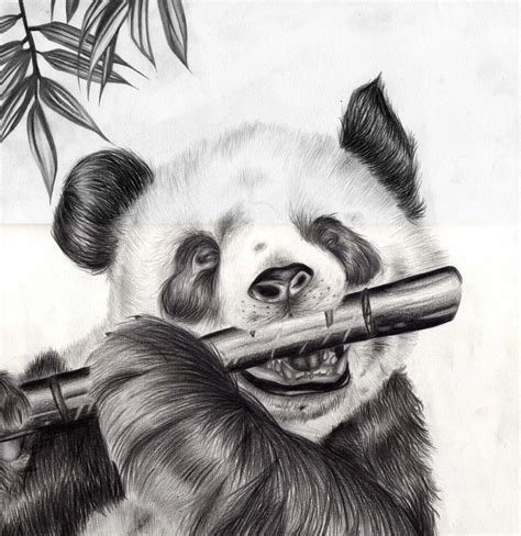 Realistic Panda Drawing At Explore Collection Of