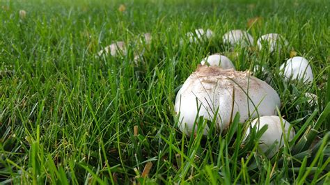 Common Types of Backyard Mushrooms • Earth.com gambar png