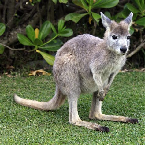 Therefore biodiversity, a key element in the survival. Top 10 Endangered Animals in Australia | AmO