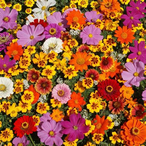 Monarch Butterfly Wildflower Mix Seeds Park Seed