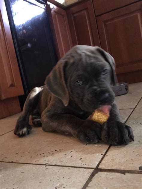 Cane Corso Puppies For Sale | Miami, FL #322230 | Petzlover