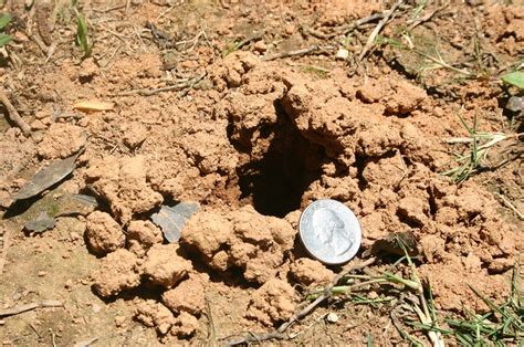 What Animal Digs Small Holes In Your Yard - Rat Holes In Yard