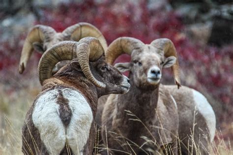 Cannundrums Rocky Mountain Bighorn Sheep Washington